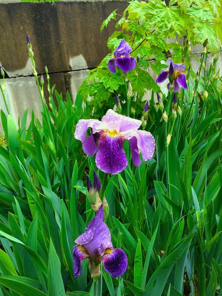 Iris Idaho