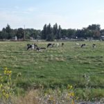 Cows on the drive to Mann Creek Cafe in Weiser