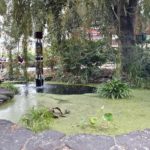 Fountaian and pond near stage at Idaho Botanical Gardens