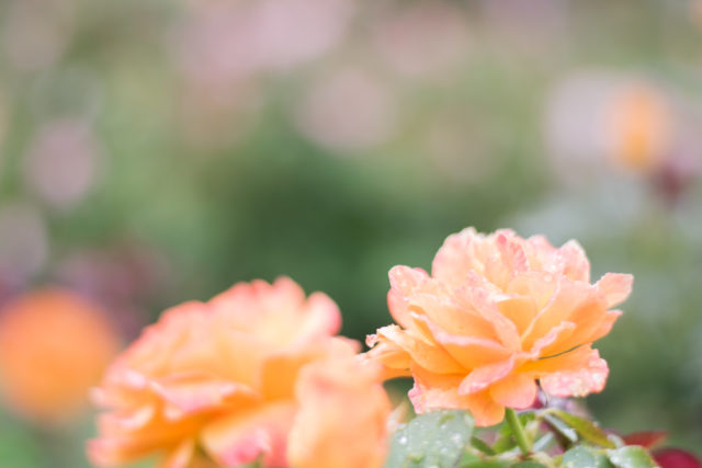 Roses in Julia Davis Park