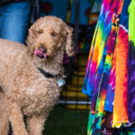 It's a dogs life at the Hyde Park Street Fair 2017