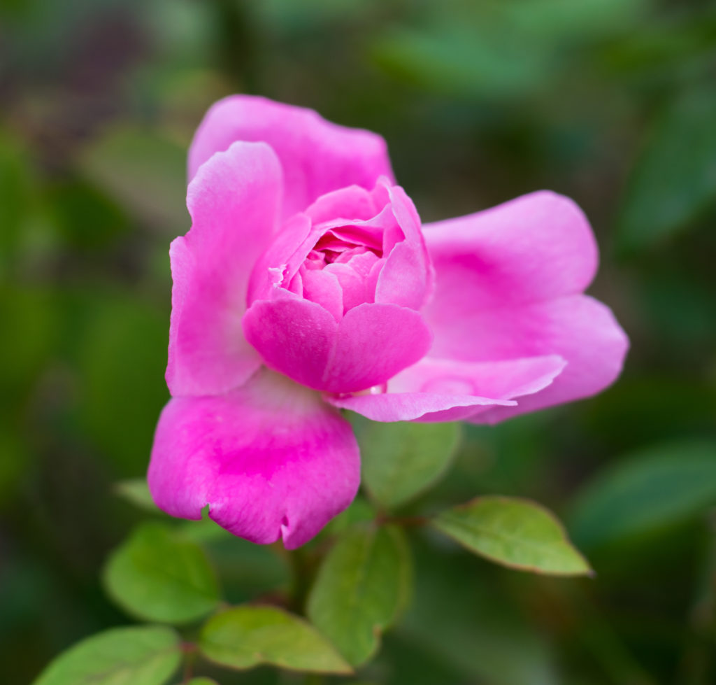 Pink Rose