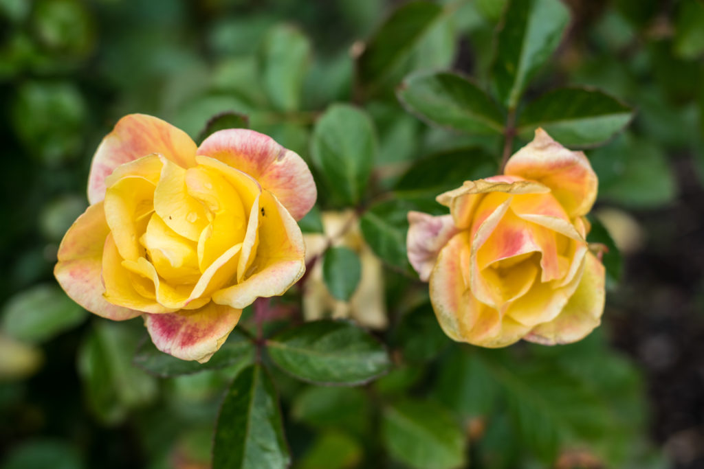 Two Yellow roses with pink