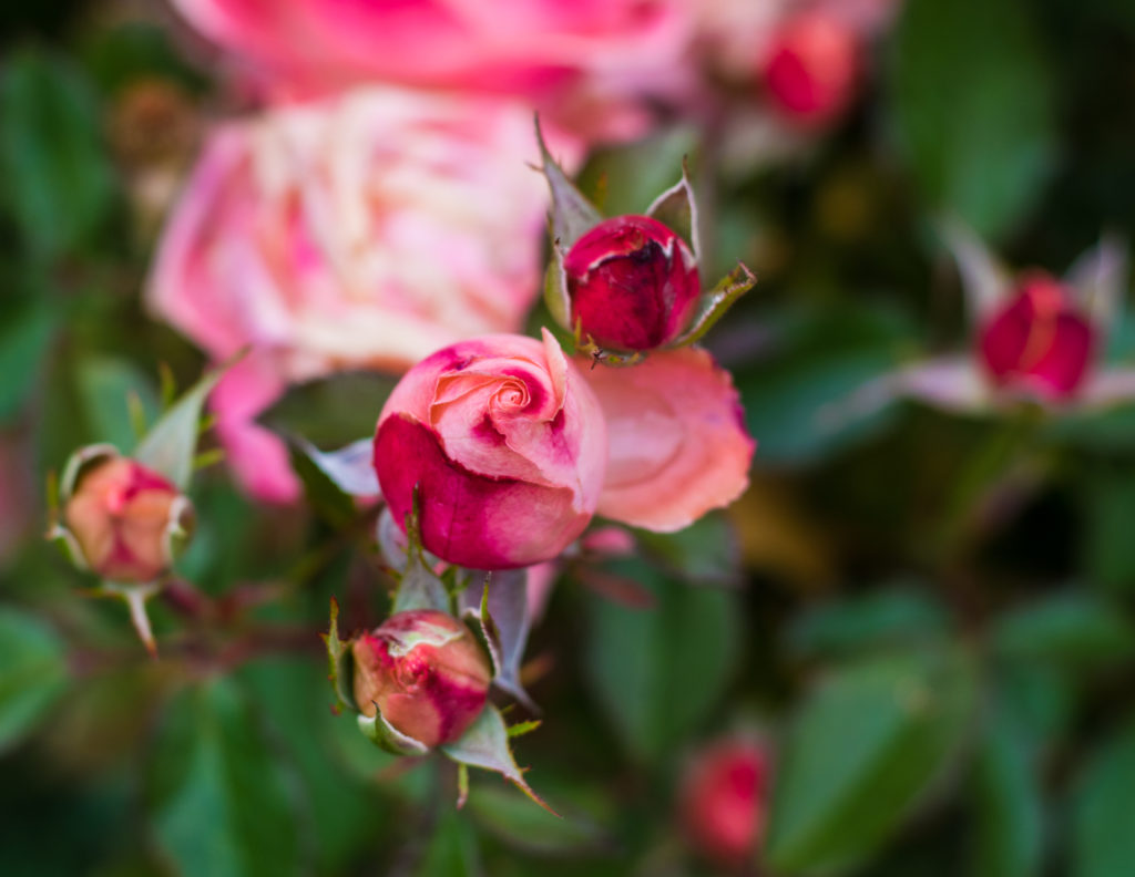 Pink and White Roses