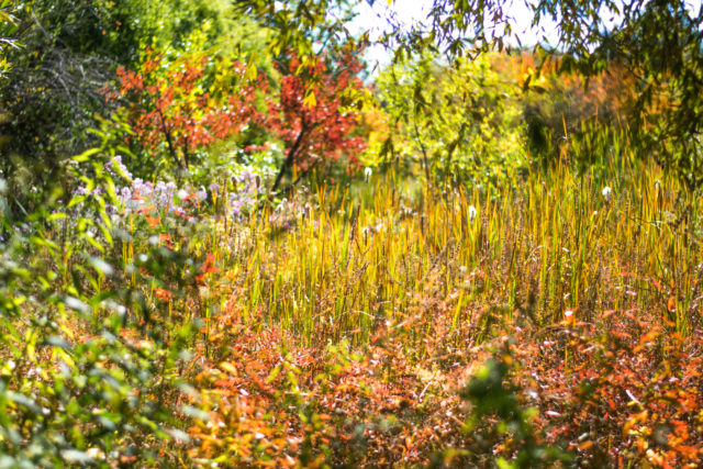 Fall colors in the park