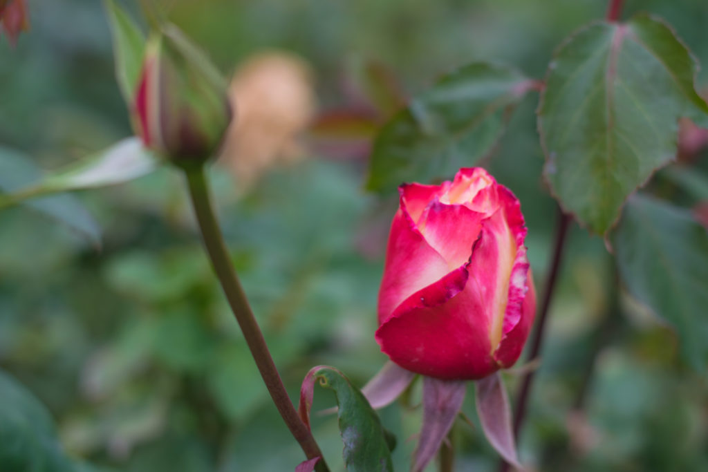 Beautiful Red and White Rose