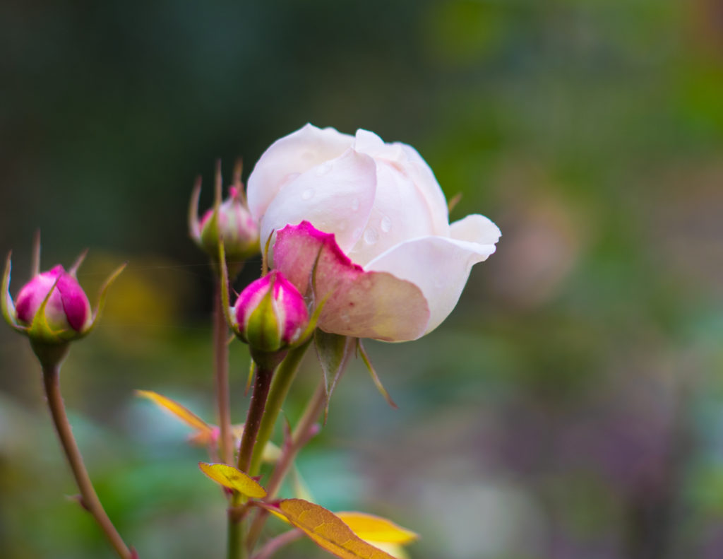 A single white rose