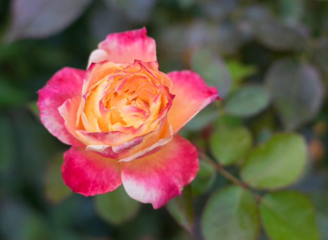 Last Roses of Autumn Still Bloom in Boise