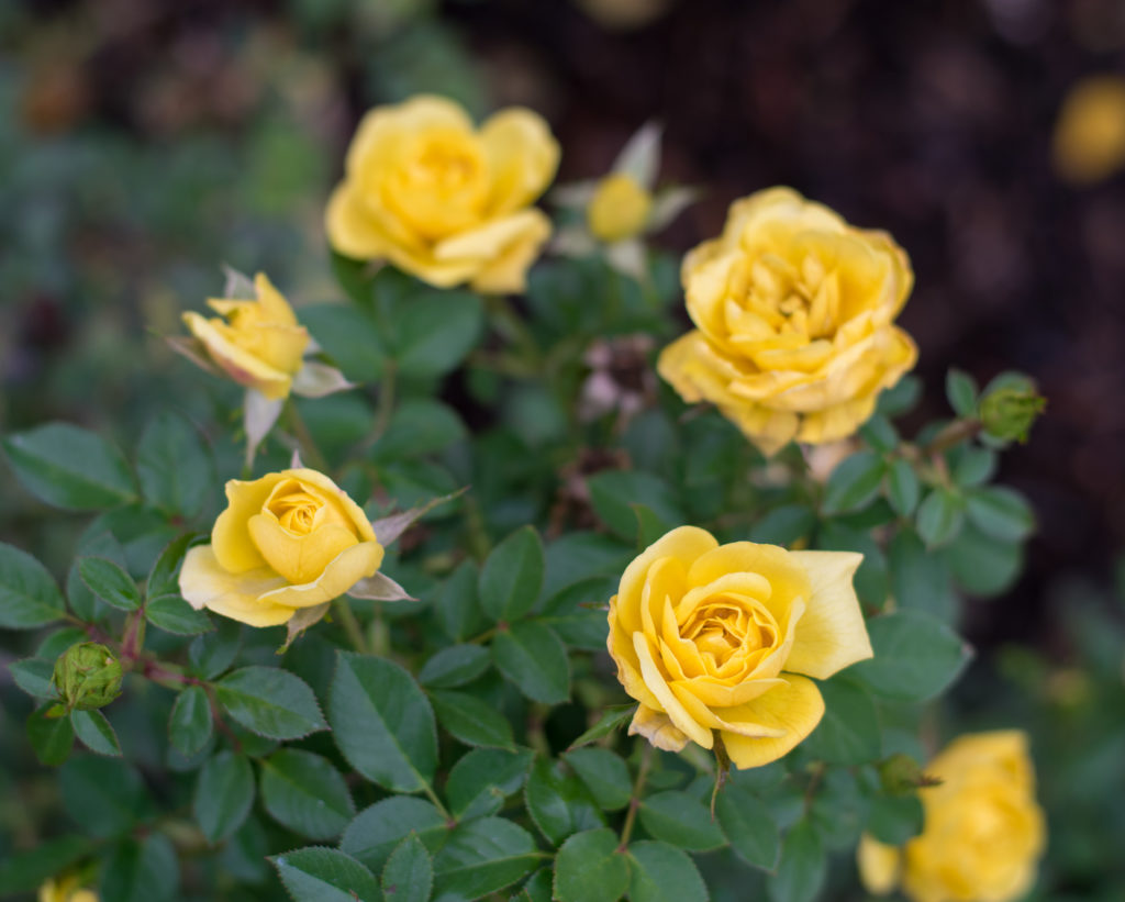 Beautiful yellow roses