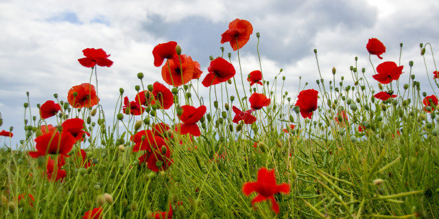 Poppies for Flander's Fields