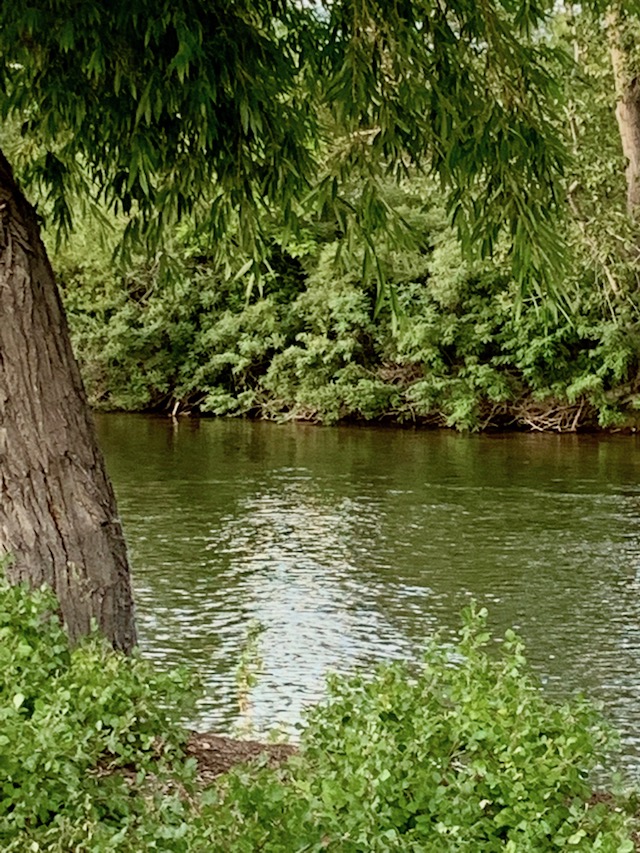 Boise River from Greenbelt