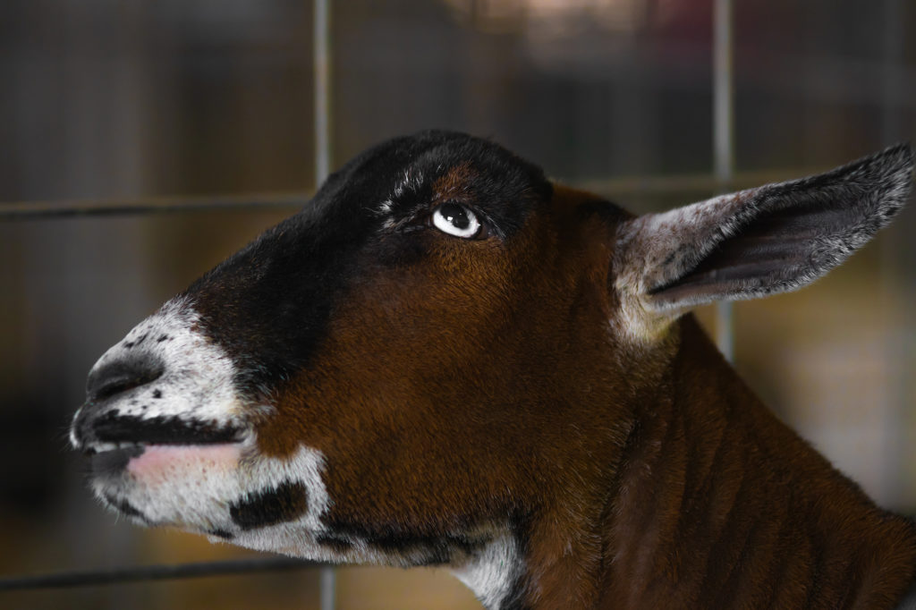 A thoughtful goat at the Western Idaho Fair