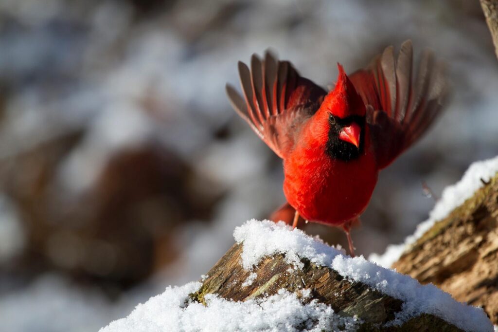 The Cardinal's Song