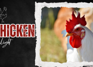 A promotional image for Chicken Delite featuring a close-up of a white rooster with a vibrant red comb on the right side of the image. The background is blurred with green and warm tones, while the left side displays the bold, rustic text "Chicken Delight" in white and red against a black background with a torn-paper edge effect.